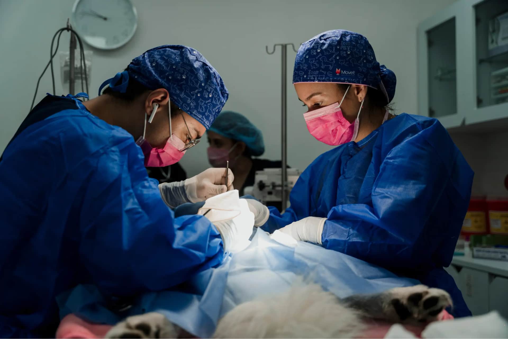 Equipo médico veterinario Movet en sala de cirugía